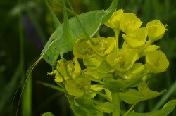 magyar tarsza - Isophya costata