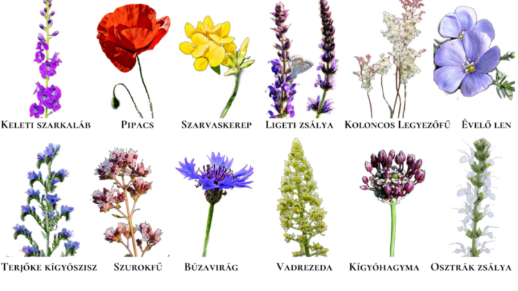 NÖVÉNYJEGYZÉK