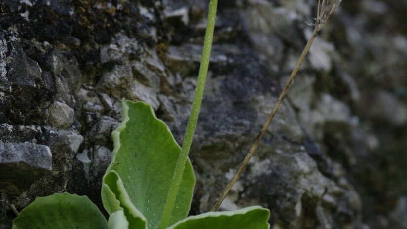Medvefül kankalin (Primula auricula)