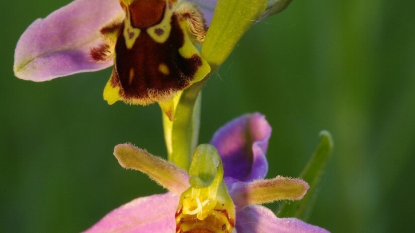Méhbangó (Ophrys apifera)
