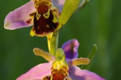 Méhbangó (Ophrys apifera)