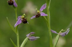 Méhbangó (Ophrys apifera)