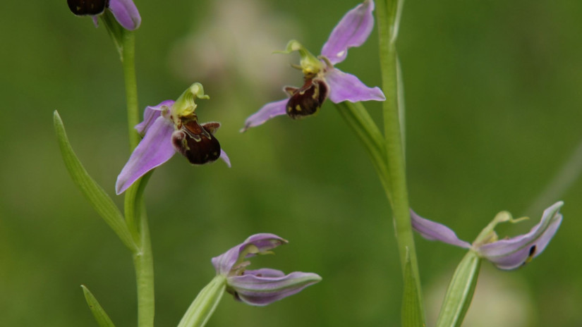 Méhbangó (Ophrys apifera)