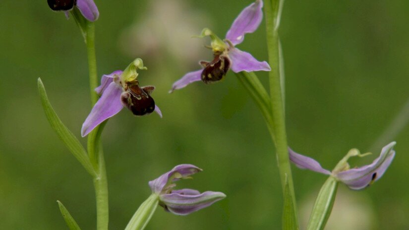 Méhbangó (Ophrys apifera)