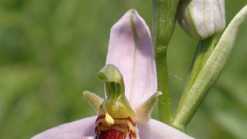 Méhbangó (Ophrys apifera)