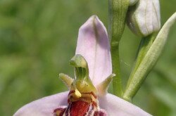 Méhbangó (Ophrys apifera)