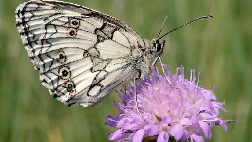 Melanargia galathea