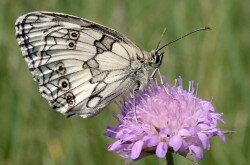 Melanargia galathea