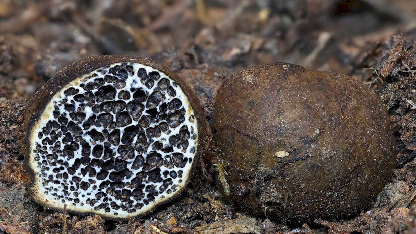 Melanogaster sp. - Kocsonyáspöfeteg faj