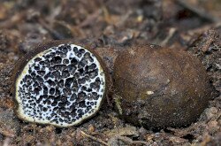 Melanogaster sp. - Kocsonyáspöfeteg faj