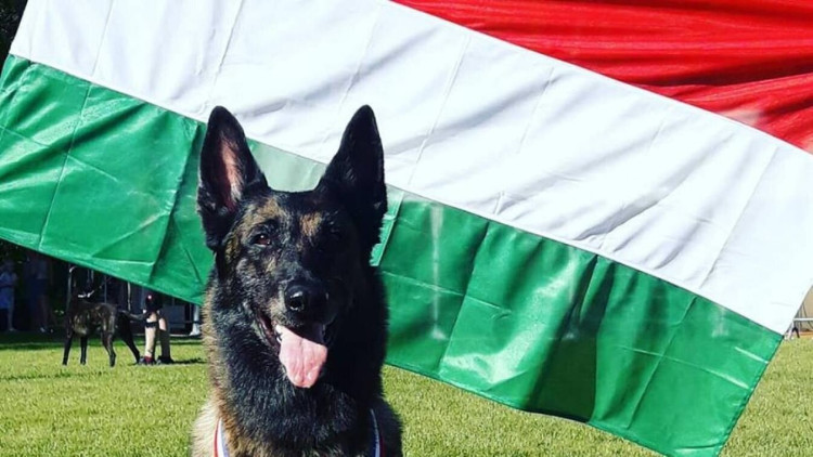 Mentőkutyás bemutató a Kis-Balatonon