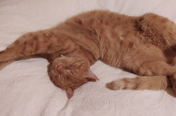 Mindenki biztonságban! Mára még három óra alvásom van a húszból…(házi macska pihen)