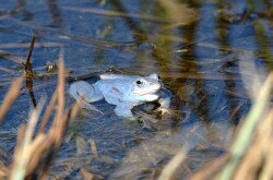 Mocsári béka (Rana arvalis) hím egyede nászidőszak idején