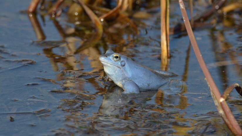 Mocsári béka (Rana arvalis) hím egyede nászidőszak idején