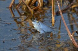 Mocsári béka (Rana arvalis) hím egyede nászidőszak idején