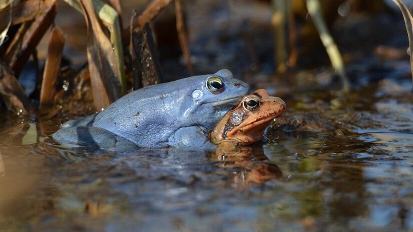 Mocsári békák (Rana arvalis) nászidőszak idején