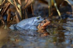 Mocsári békák (Rana arvalis) nászidőszak idején