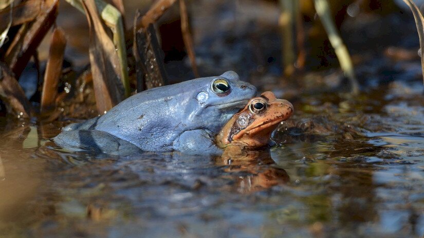 Mocsári békák (Rana arvalis) nászidőszak idején