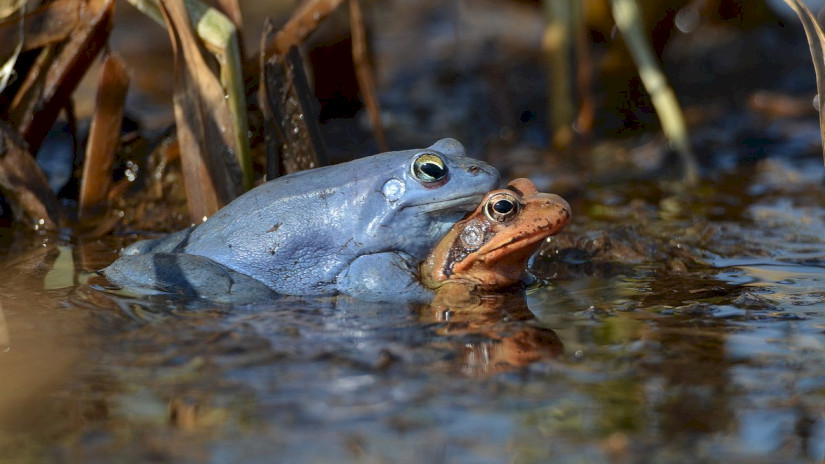 Mocsári békák (Rana arvalis) nászidőszak idején