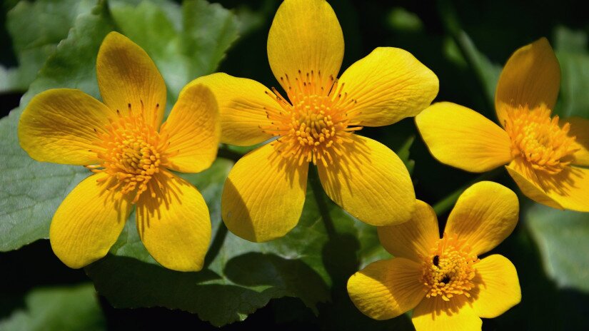 Mocsári gólyahír (Caltha palustris) a Kis-Balatonon