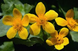 Mocsári gólyahír (Caltha palustris) a Kis-Balatonon