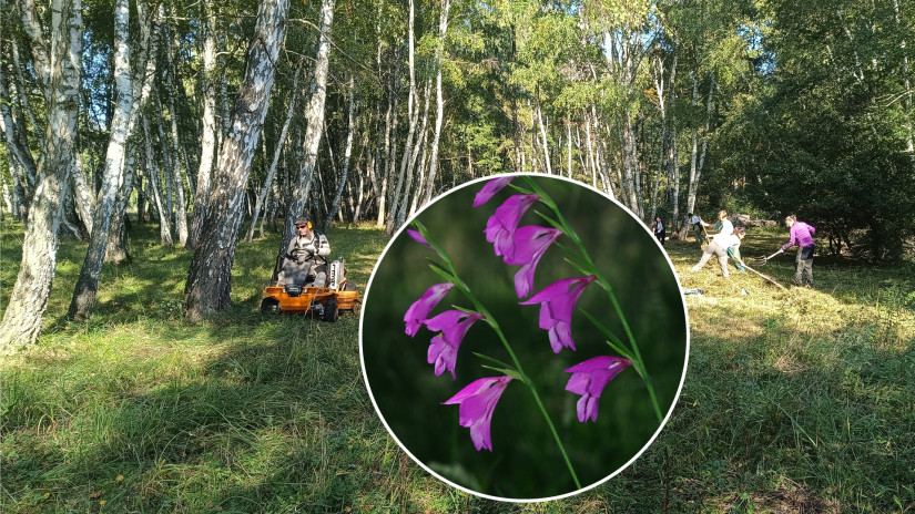 slidebg4 Mocsári kardvirág élőhely-kezelés