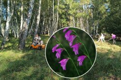 Mocsári kardvirág élőhely-kezelés