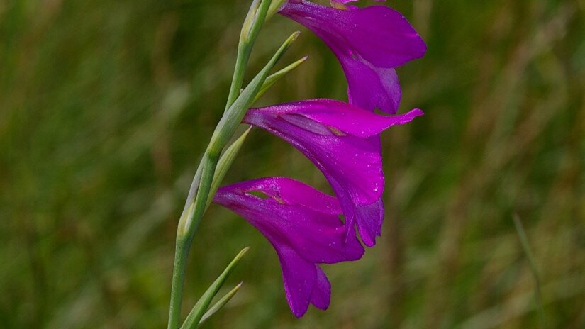 Mocsári kardvirág (Gladiolus palustris)