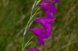 Mocsári kardvirág (Gladiolus palustris)