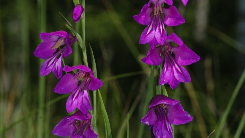 Mocsári kardvirág (Gladiolus palustris)