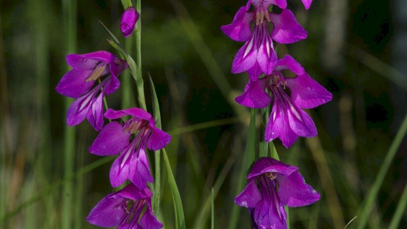 Mocsári kardvirág (Gladiolus palustris)