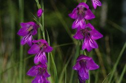 Mocsári kardvirág (Gladiolus palustris)