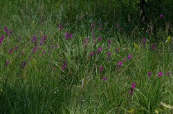 Mocsári kardvirág (Gladiolus palustris) élőhely