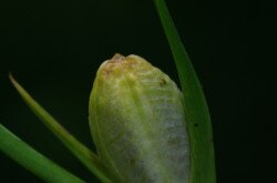 Mocsári kardvirág (Gladiolus palustris) termés