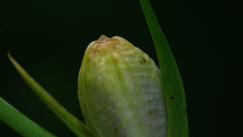 Mocsári kardvirág (Gladiolus palustris) termés