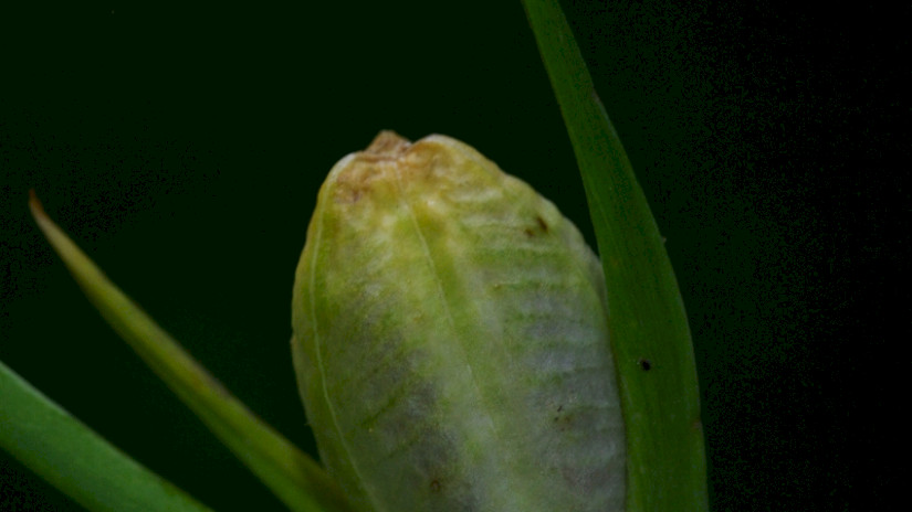 Mocsári kardvirág (Gladiolus palustris) termés