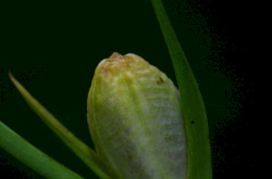 Mocsári kardvirág (Gladiolus palustris) termés