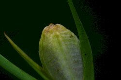 Mocsári kardvirág (Gladiolus palustris) termés