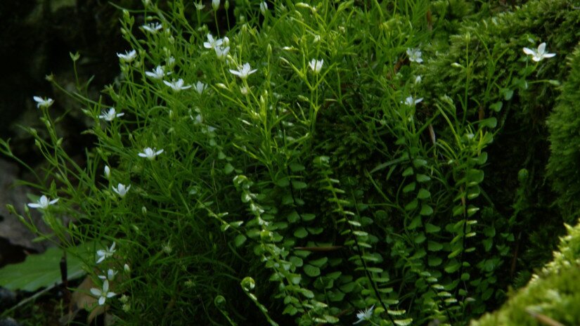 Mohos csitri (Moehringia muscosa)