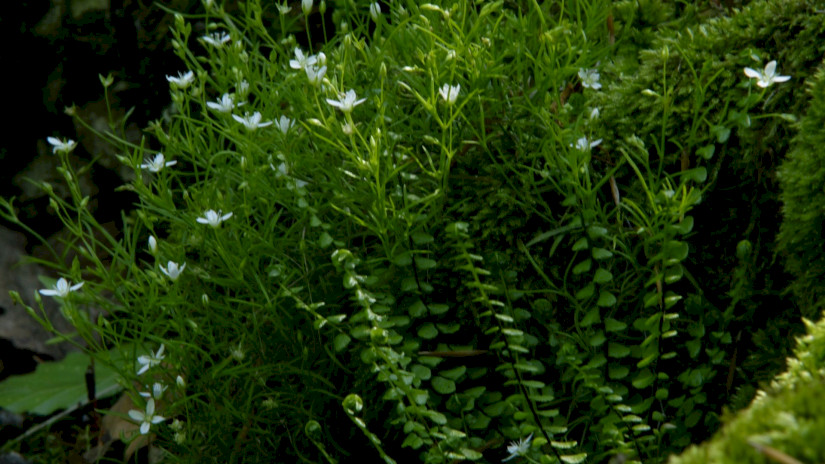 Mohos csitri (Moehringia muscosa)