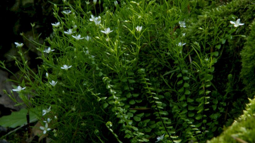 Mohos csitri (Moehringia muscosa)