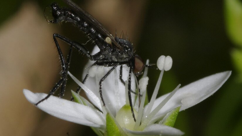 mohos csitri (Moehringia muscosa)