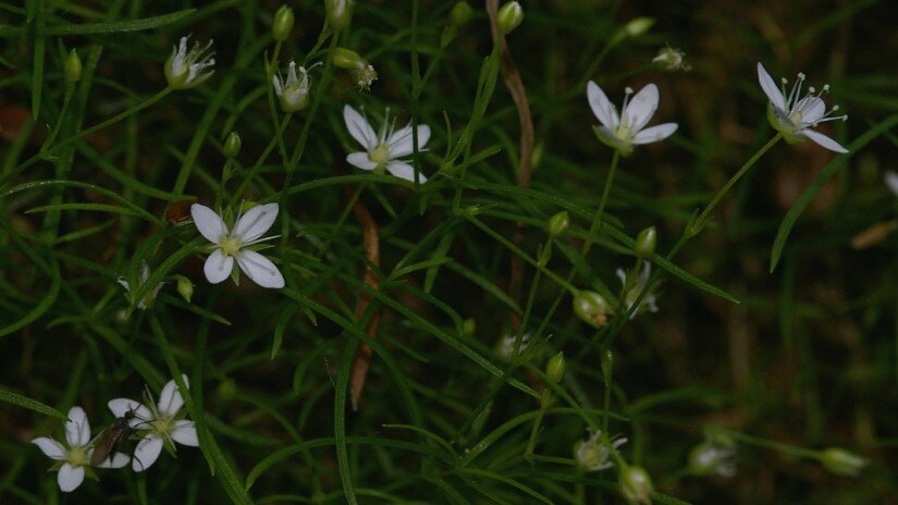 Mohos csitri (Moehringia muscosa)