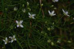 Mohos csitri (Moehringia muscosa)