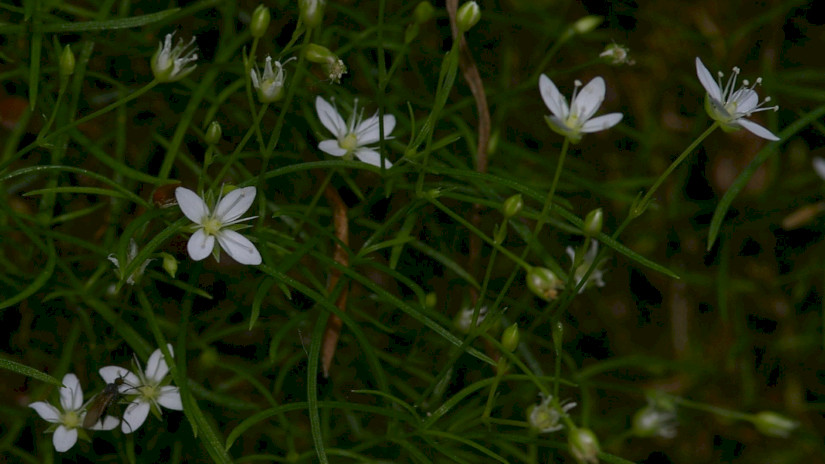 Mohos csitri (Moehringia muscosa)