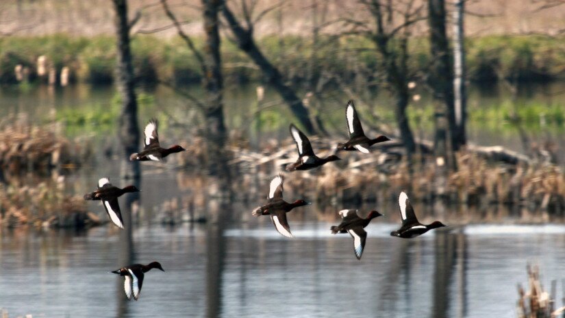 Moorenten am Kis-Balaton (Aythya nyroca)