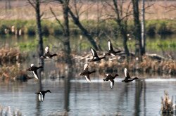 Moorenten am Kis-Balaton (Aythya nyroca)