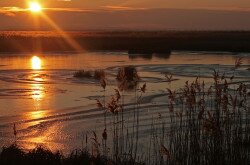 Morgendämmerung am Kis-Balaton