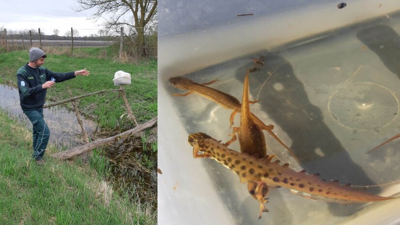 Munkatársaink a Nagyberek csatornáinak, víztesteinek számos pontján gőtecsapdákat helyeznek el a tavasz folyamán, hogy felmérjék az ottani gőteállományt.