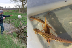 Munkatársaink a Nagyberek csatornáinak, víztesteinek számos pontján gőtecsapdákat helyeznek el a tavasz folyamán, hogy felmérjék az ottani gőteállományt.